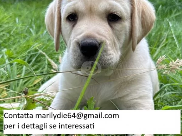 Cuccioli di Labrador Retriever di razza pura AKC Lab