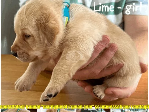 Cuccioli di Labrador cioccolato