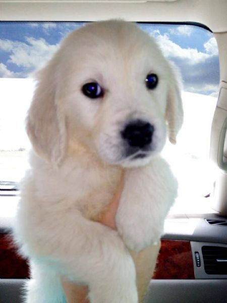 Cucciole golden retriever | Foto 0