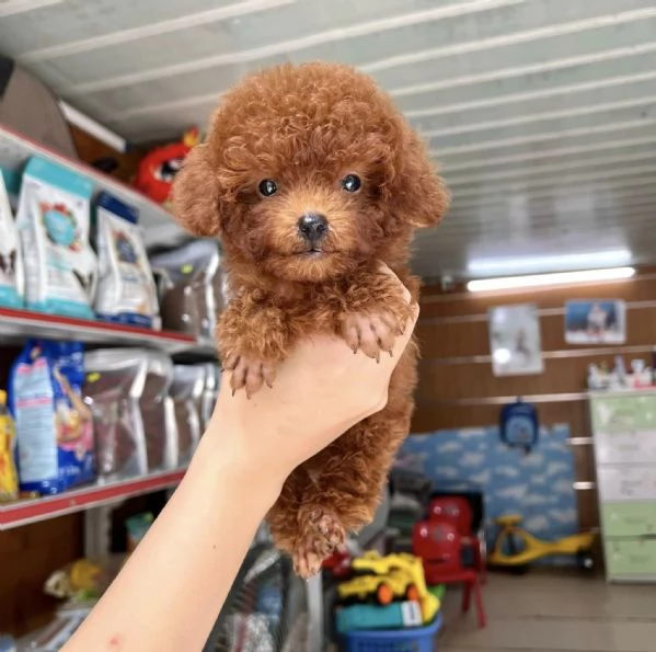 Cuccioli di barboncino toy | Foto 0