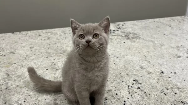 Cuccioli British Shorthair