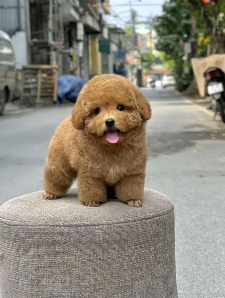 Cucciolate di barboncino toy