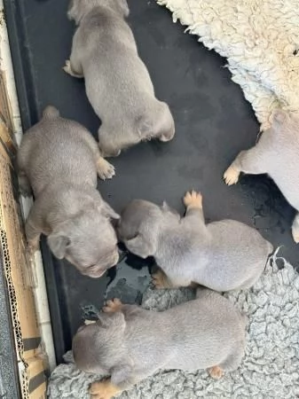 Cuccioli di bulldog francese disponibili | Foto 4