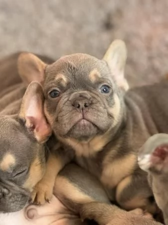 Cuccioli di bulldog francese disponibili | Foto 1