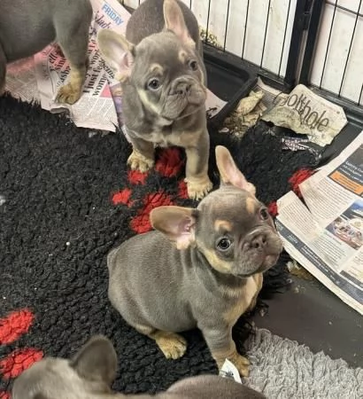 Cuccioli di bulldog francese disponibili | Foto 0