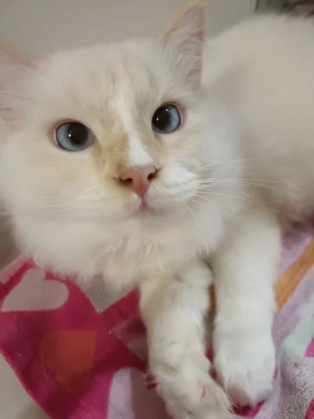 Cuccioli Ragdoll 