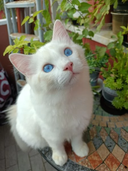 Cuccioli Ragdoll  | Foto 4