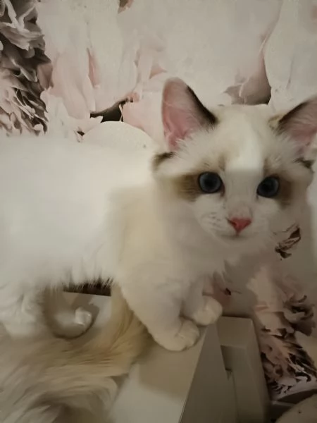 Cuccioli Ragdoll  | Foto 0