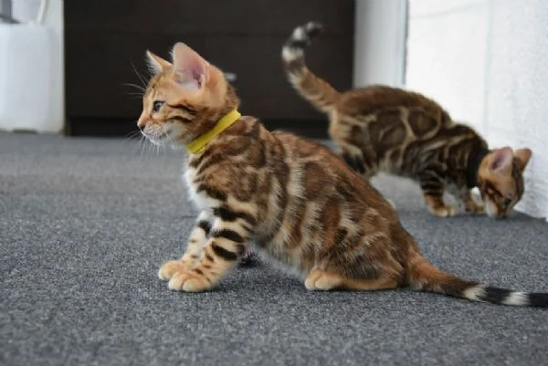 Gattini Bengala 3 mesi di dolcezza