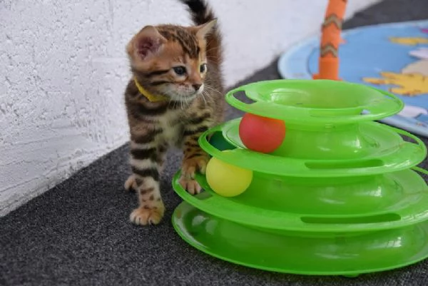 cuccioli bengal