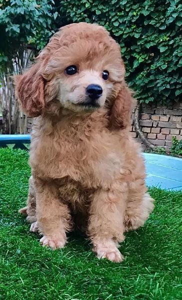 Cucciolo di barboncino in vendita | Foto 1