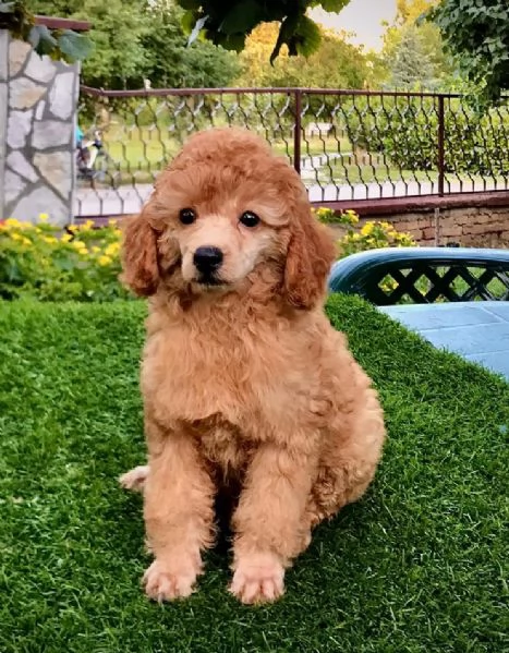 Cucciolo di barboncino in vendita | Foto 0