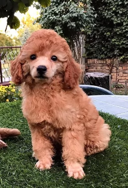 Cucciolo di barboncino in vendita