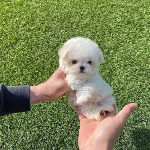 CUCCIOLI DI BARBONCINO TAGLIA TOY | Foto 0