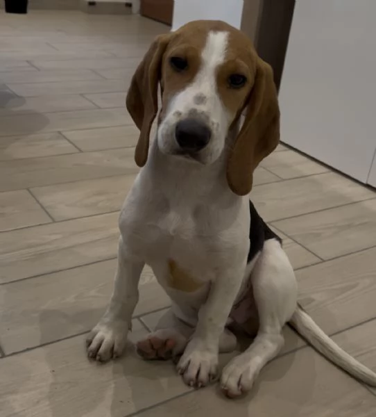 Cucciolo di beagle