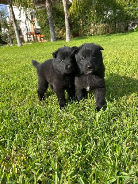 Cuccioli di Pastore Belga Terveuren e groenendael disponibili