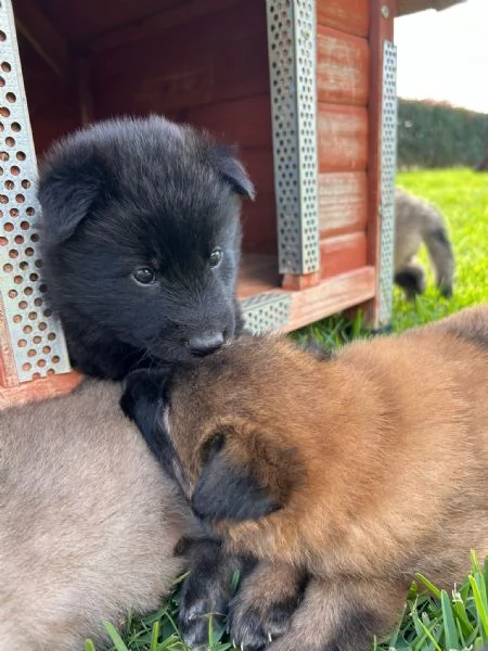 Cuccioli di Pastore Belga Terveuren e groenendael disponibili | Foto 2