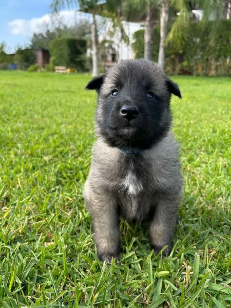 Cuccioli di Pastore Belga Terveuren e groenendael disponibili | Foto 0