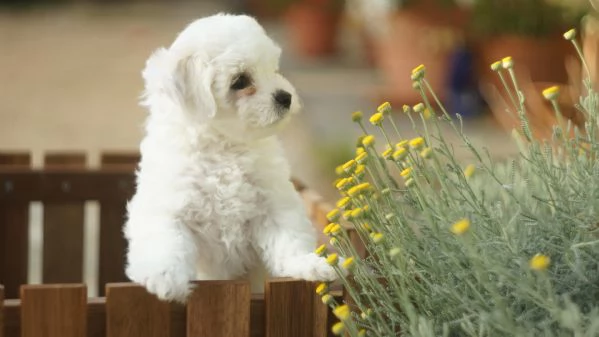 Cuccioli di bichon frise | Foto 5