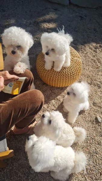 Urgente. Cuccioli di bichon frise