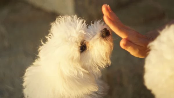 Urgente. Cuccioli di bichon frise | Foto 6