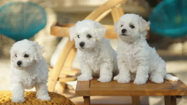 Cuccioli di bichon frise | Foto 3