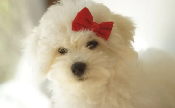 Cuccioli di bichon frise | Foto 2