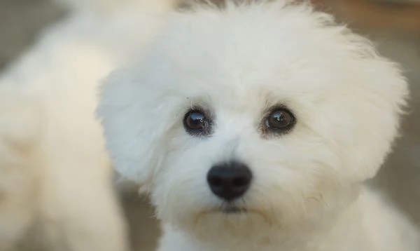 Cuccioli di bichon frise | Foto 1