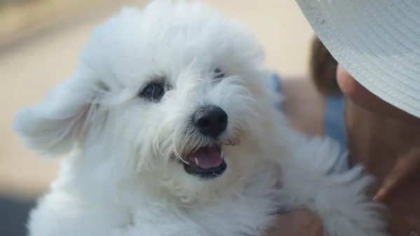 Urgente. Cuccioli di bichon frise | Foto 1