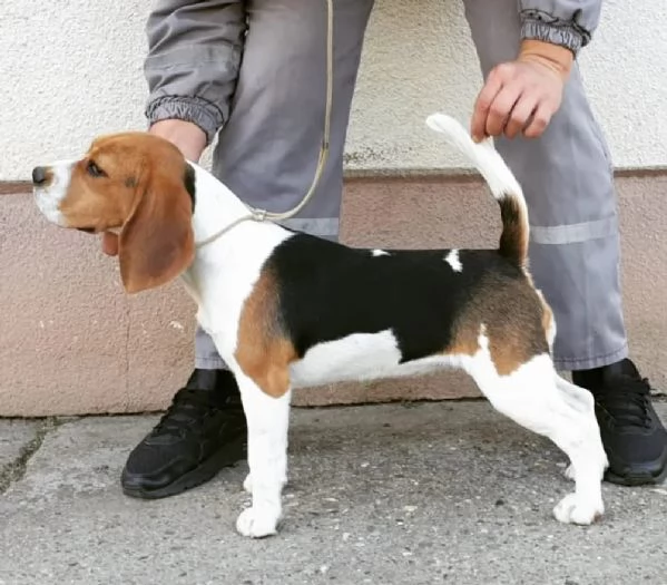 Beagle femmina in vendita | Foto 6