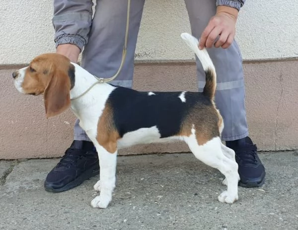 Beagle femmina in vendita | Foto 5