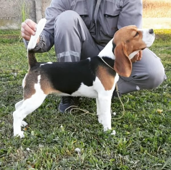 Beagle femmina in vendita