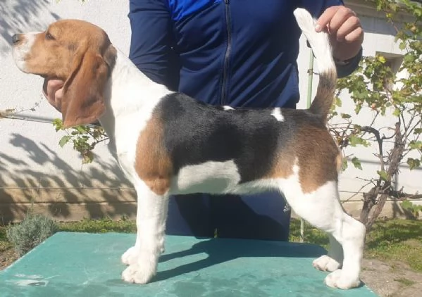 Beagle femmina in vendita | Foto 4