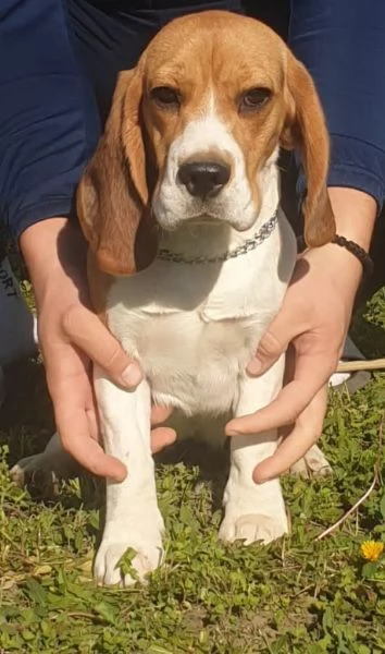 Beagle femmina in vendita | Foto 3