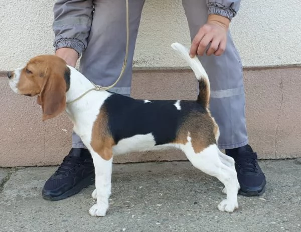 Beagle femmina in vendita | Foto 2