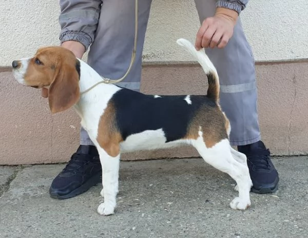 Beagle femmina in vendita | Foto 1