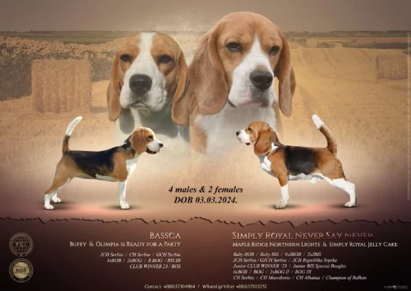 Beagle femmina in vendita | Foto 0