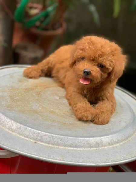 Cuccioli di BARBONCINI TOY | Foto 0