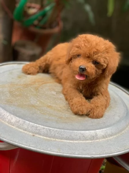 Cucciolate di barboncino toy!