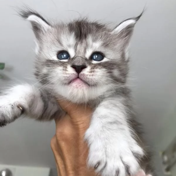 Adorabili gatti del Mainecoon.