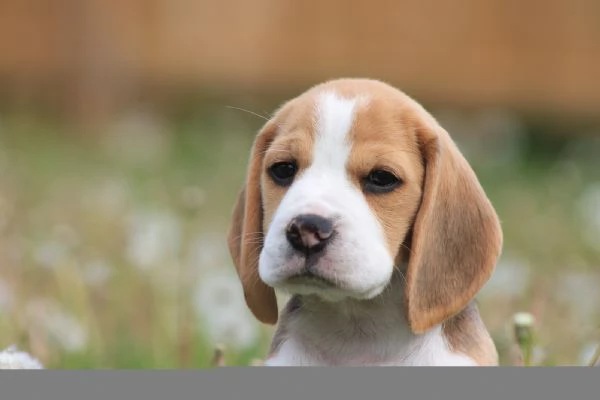 Dolci cuccioli di Beagle maschi e femmine | Foto 0