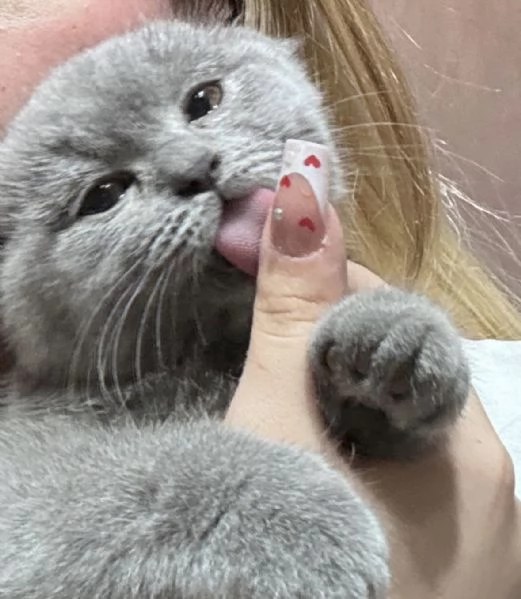 Vendo Scottish fold manto blu | Foto 0