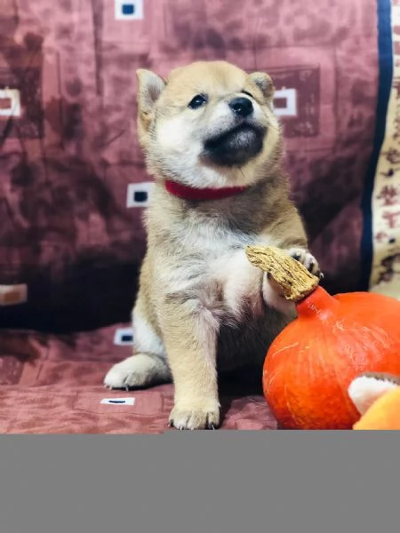 Shiba Inu con pedigree!!