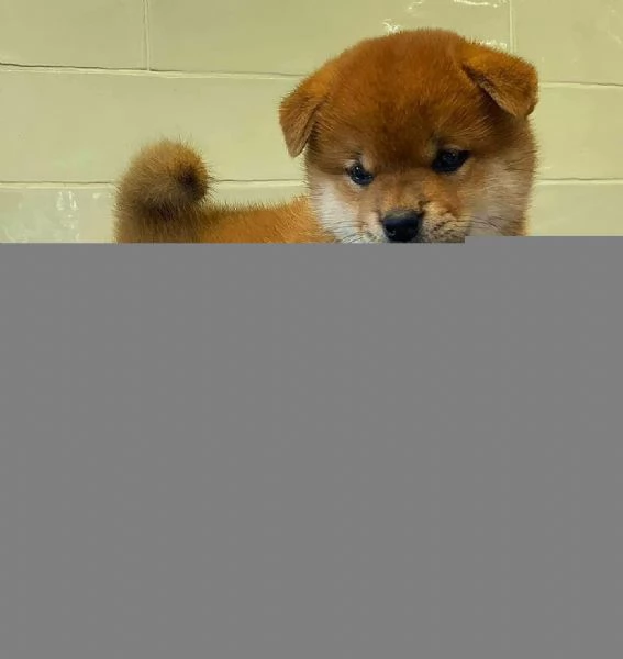 !Cuccioli shiba inu!! | Foto 0