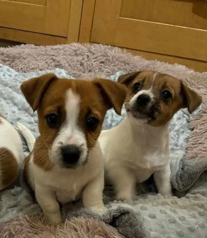 Bellissimo Jack Russell tradizionale