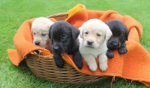 Bellissimo Labrador tradizionale