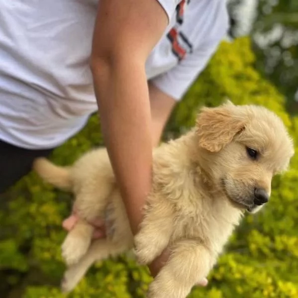 Golden retriever cuccioli