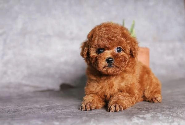 Cuccioli di barboncini toy | Foto 0