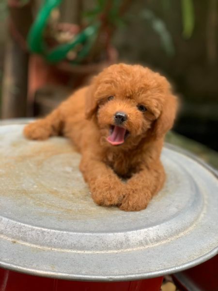 Cucciolate di barboncino toy! | Foto 0