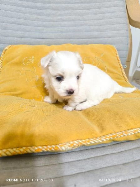 Disponibile cucciola di Maltese Toy | Foto 3